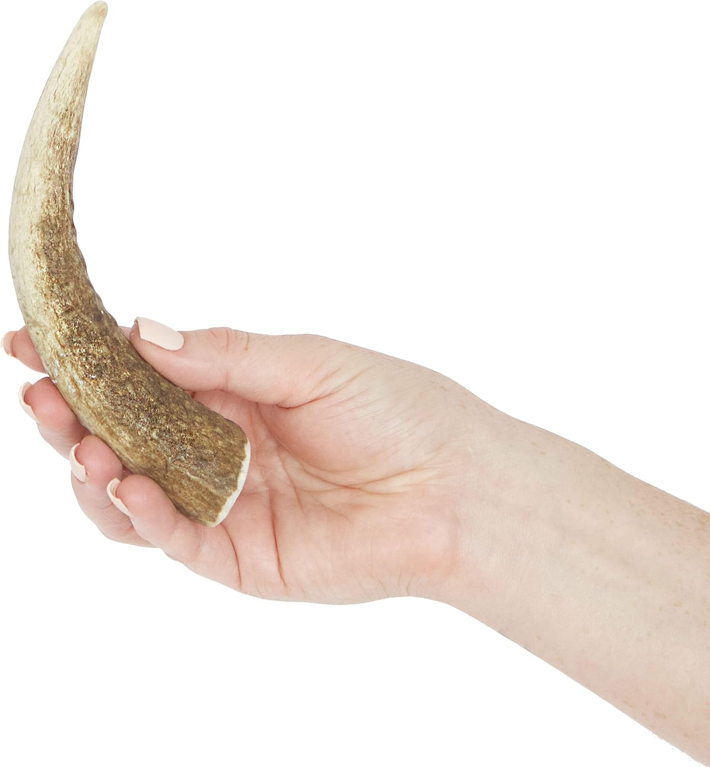 Prairie Dog Pet Products Colossal Elk Antler Treat
