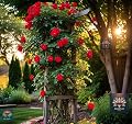 NooElec Seeds India Climbing Rose Flower Seeds, 60 Seeds Pack - Hybrid, Year-Round Blooms, Minimal Care (RED)