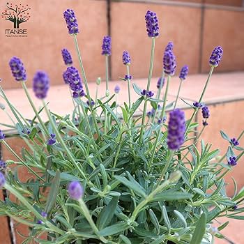 Amazon.co.jp: ラベンダー ほのか 5号鉢【品種で選べるハーブ苗/5号鉢