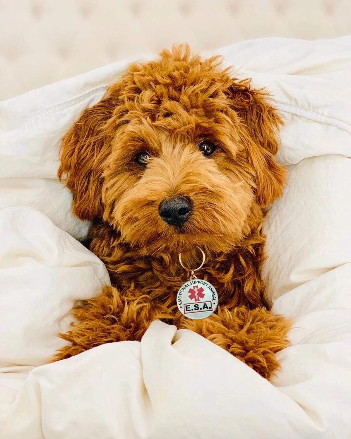 amazon emotional support dog