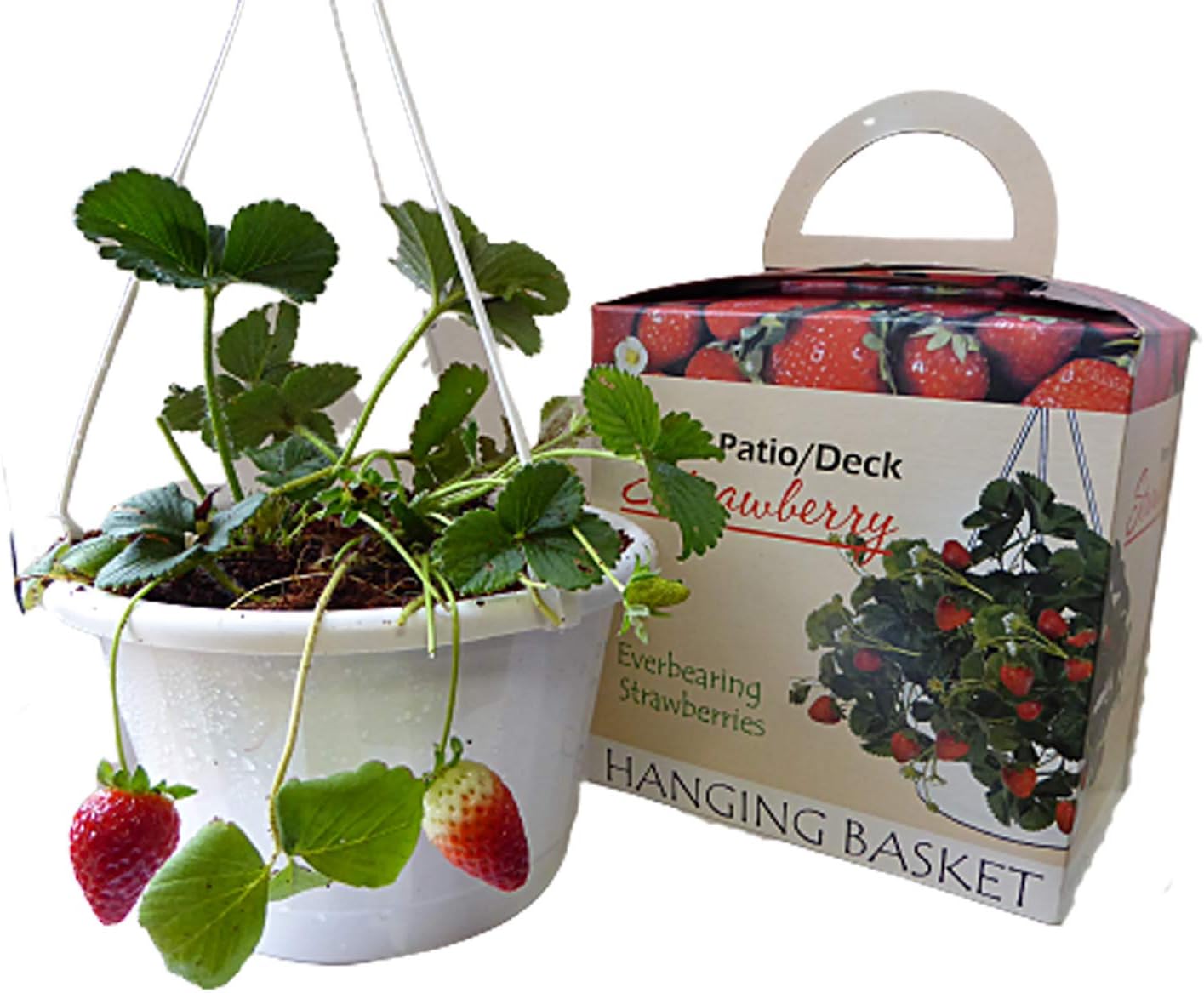 Strawberry Grow kit with 3 Bare Root Plants