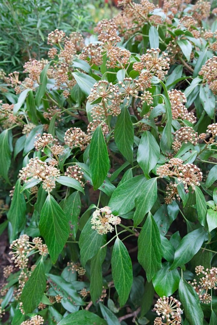 Hedera colchica 60100 cm  Winterhart & Immergrn & Pflegeleicht  Persischer  Efeu  Kletterpflanze fr Pergola & Rankhilfe : Amazon.de: Garten