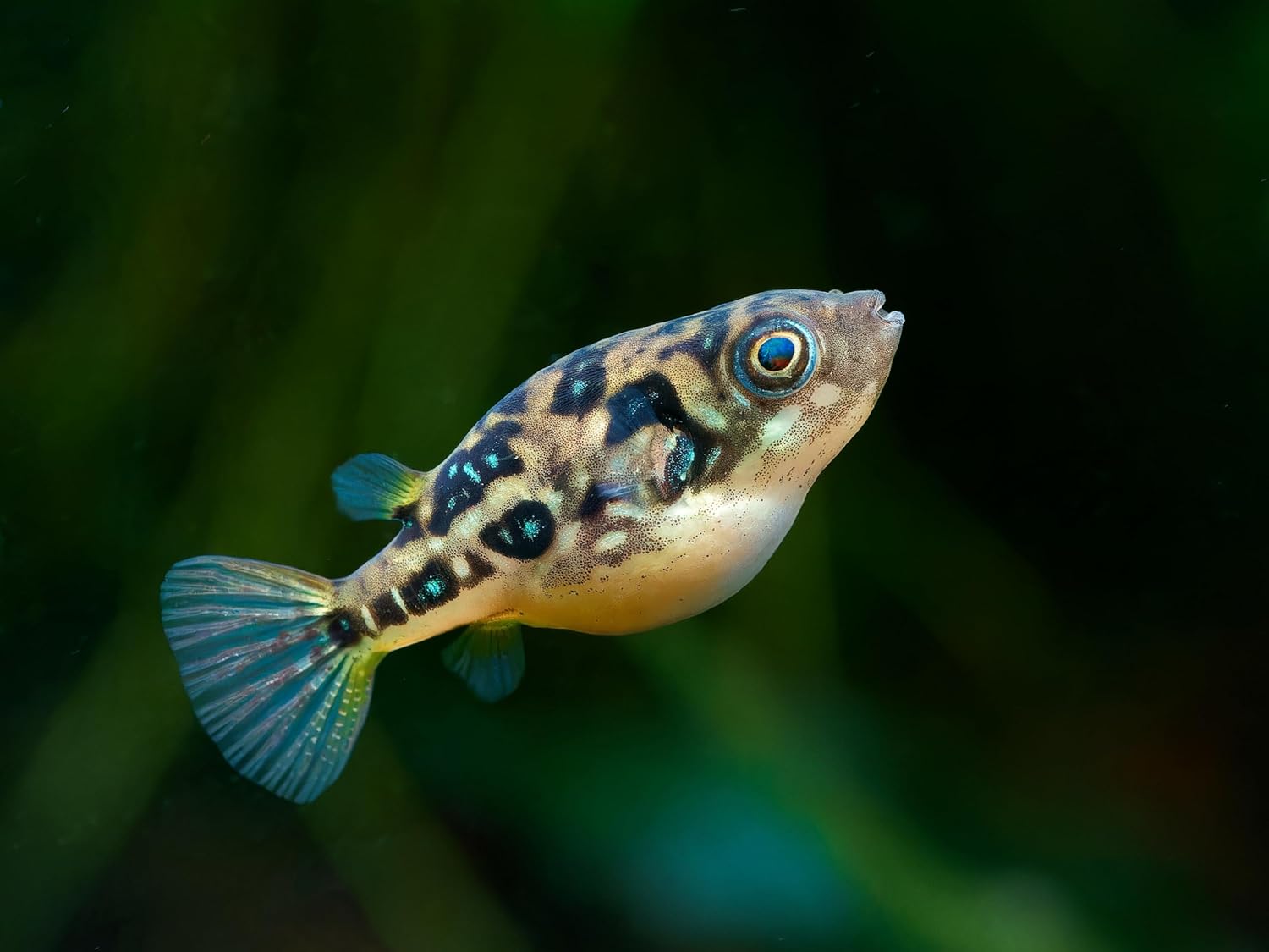 Swimming Creatures 5 PCS Assorted Tropical Fish Combo Pack (Selections from Rasboras, Rainbowfish, Plecos, Corydoras, Catfish, Loaches & More!) Freshwater Aquarium Fish Live