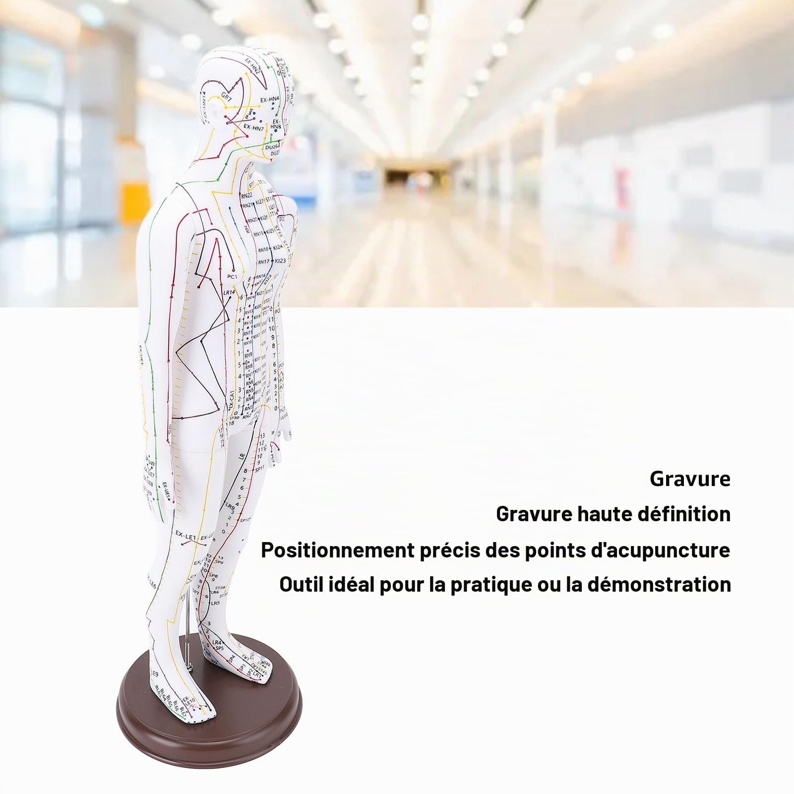 Modèle d'acupuncture, modèle de méridiens féminins de 52 cm, modèle d'acupuncture masculin avec points anglais, sculpture anatomique humaine pour la formation des acupuncteurs,