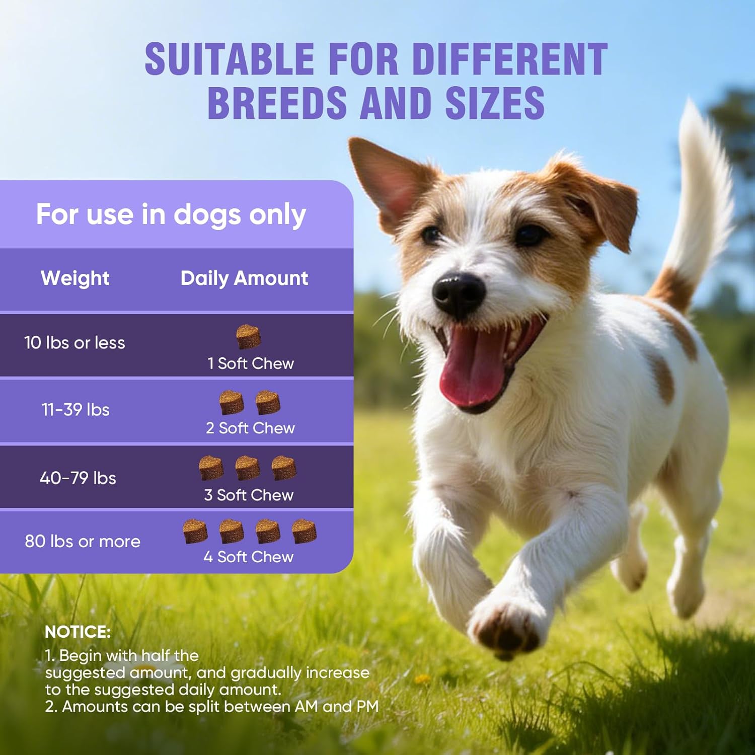 Dog Allergy Support Bites – Helps Healthy Skin, Coat & Digestion