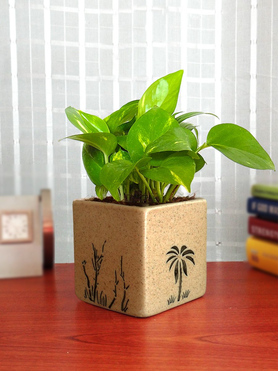 Rolling Nature Good Luck Money Plant in Brown Square Aroez Ceramic Pot (B075VSYF5J) Amazon Price History, Amazon Price Tracker