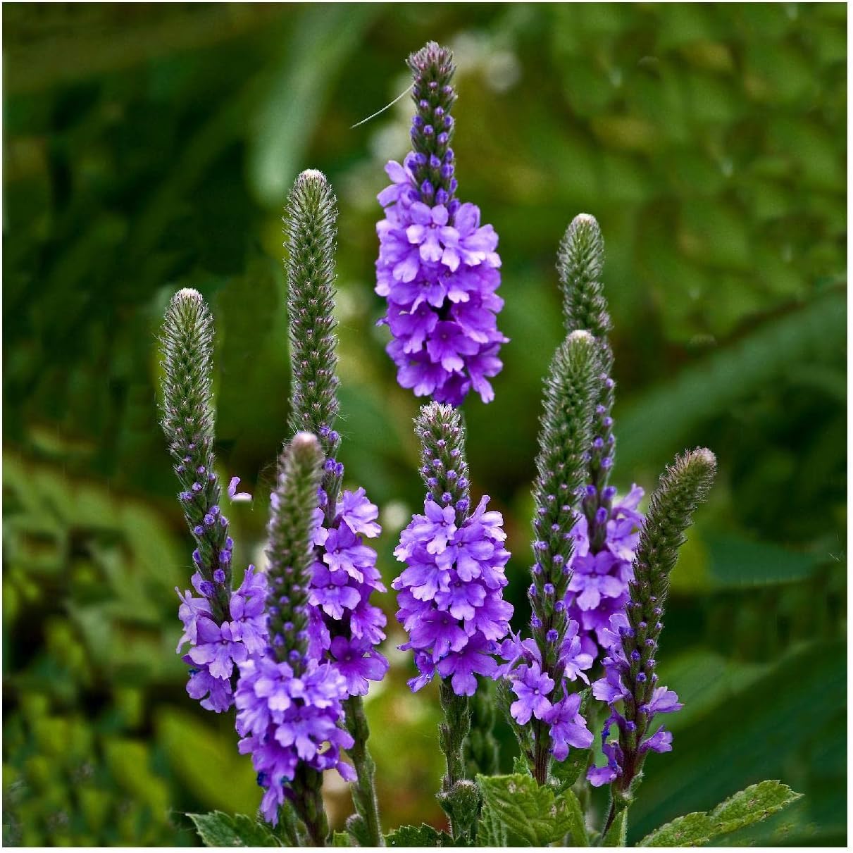 Everwilde Farms - 1/4 Lb Hoary Vervain Native Wildflower Seeds - Gold Vault