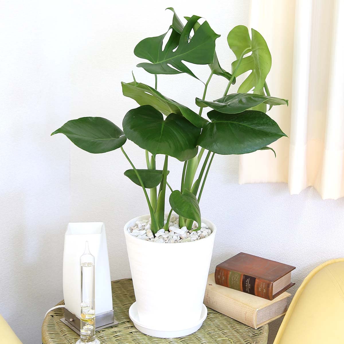 モンステラ 観葉植物 ホワイト鉢 140406monsu-main400.jpg