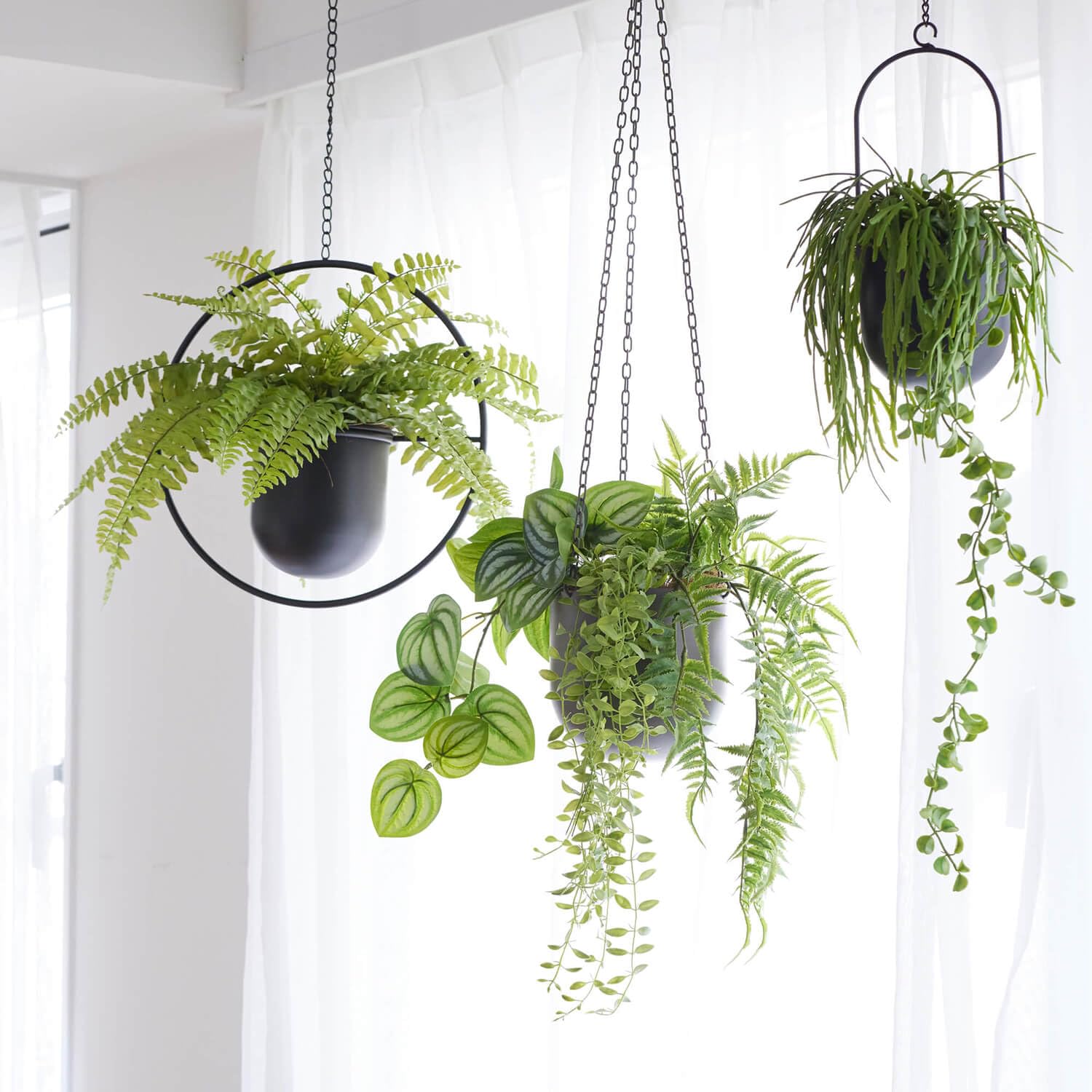 Amazon｜GREENPARK タマシダ アイアンハンギング 観葉植物