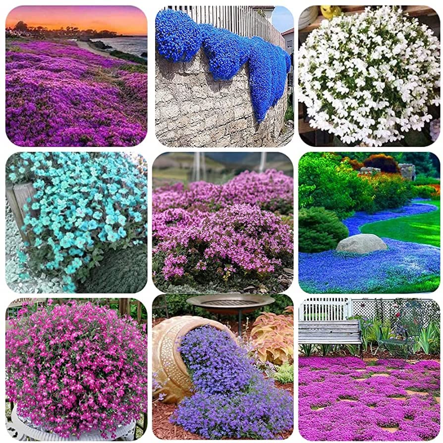2000+ Mix Creeping Thyme Seeds Ground Cover for Planting Heirloom High