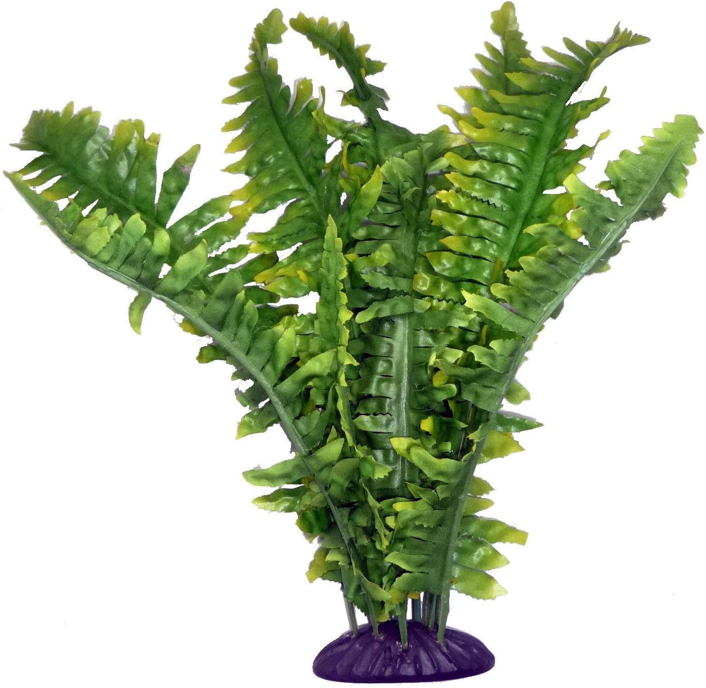 Komodo Boston Fern, 36 cm,Green
