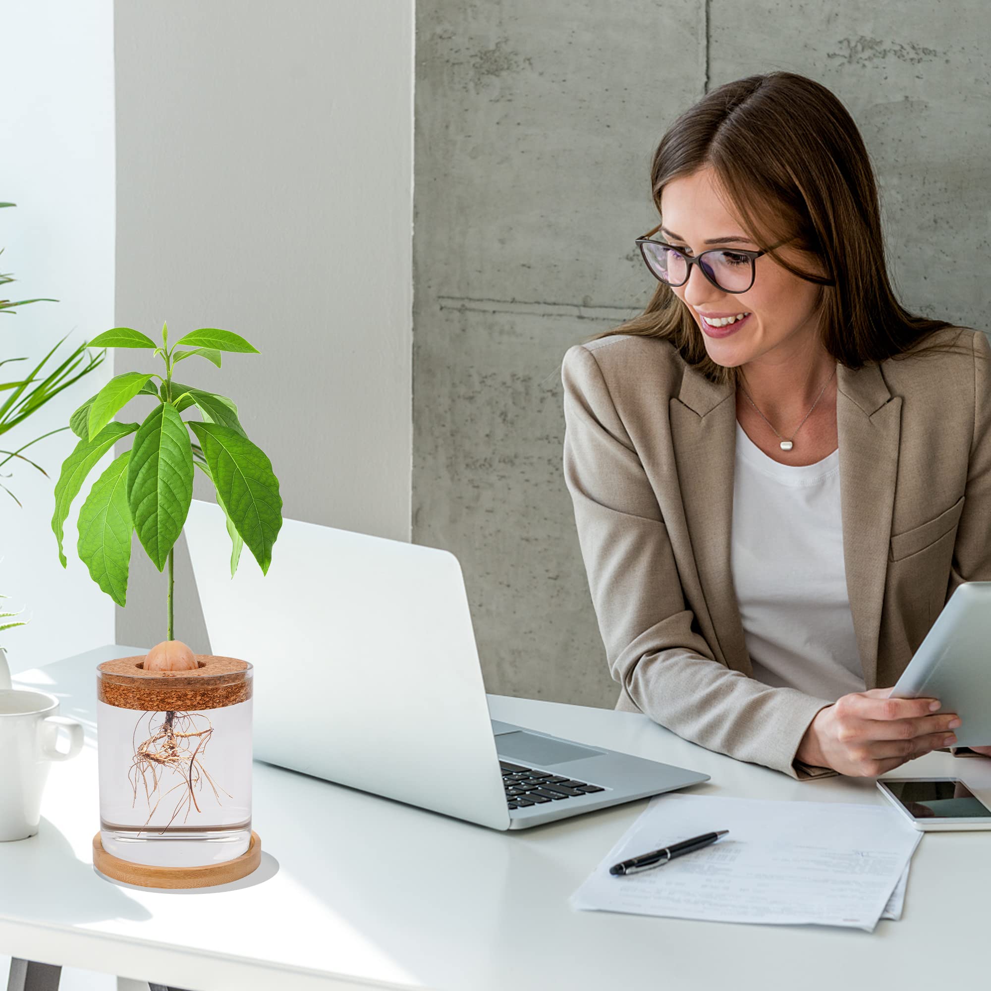 Amazon.co.jp: Bylion アボカドツリー栽培キット 5個 アボカド