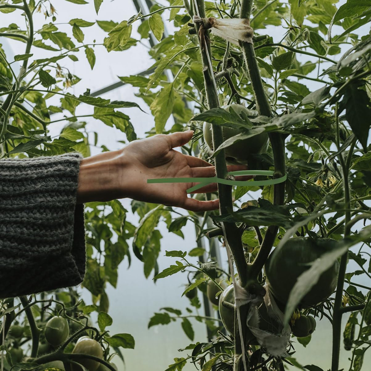 GANAZONO 3rotoli Legature per Piante Riutilizzabile Strumento di Giardinaggio per Fissaggio Sicuro e Pratico di Piante Rampicanti e Viti