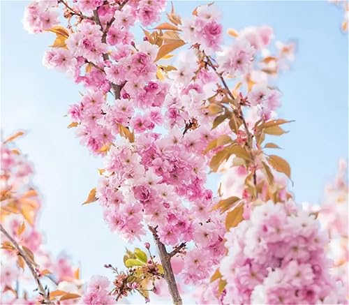 Miniatura 2 de Semillas de flor de cerezo con flores japonesas, 20 unidades