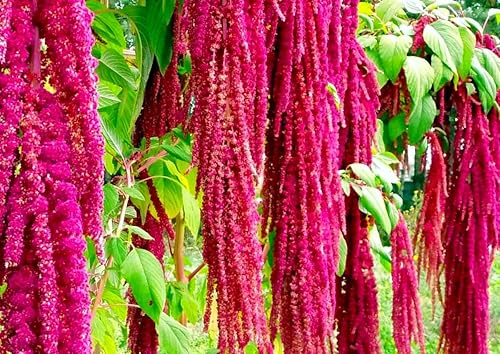 Miniatura 4 de Semillas únicas de cola de zorra, amaranto, amaranto caudatus, 400 semillas sin OMG para plantar plantas de jardín inusuales, ideales para colgar