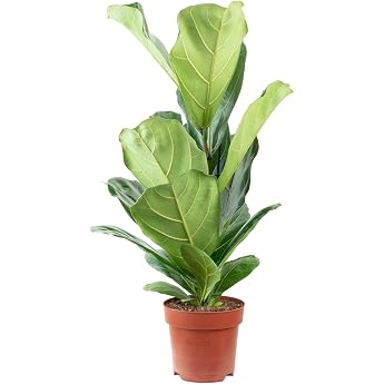 Ficus Lyrata Fiddle Fig - Easy-Care Indoor Plant - Height Approx. 65 cm Pot Diameter 17 cm