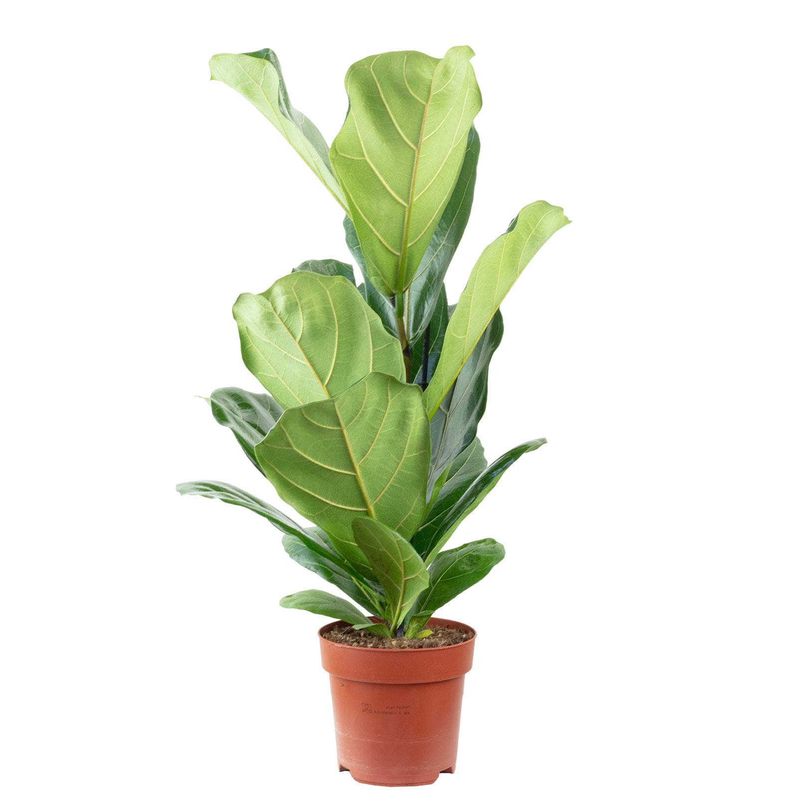 Higo – Planta de interior fácil de limpiar, ficus lyrata – altura aprox. 65 cm, diámetro de maceta 17 cm