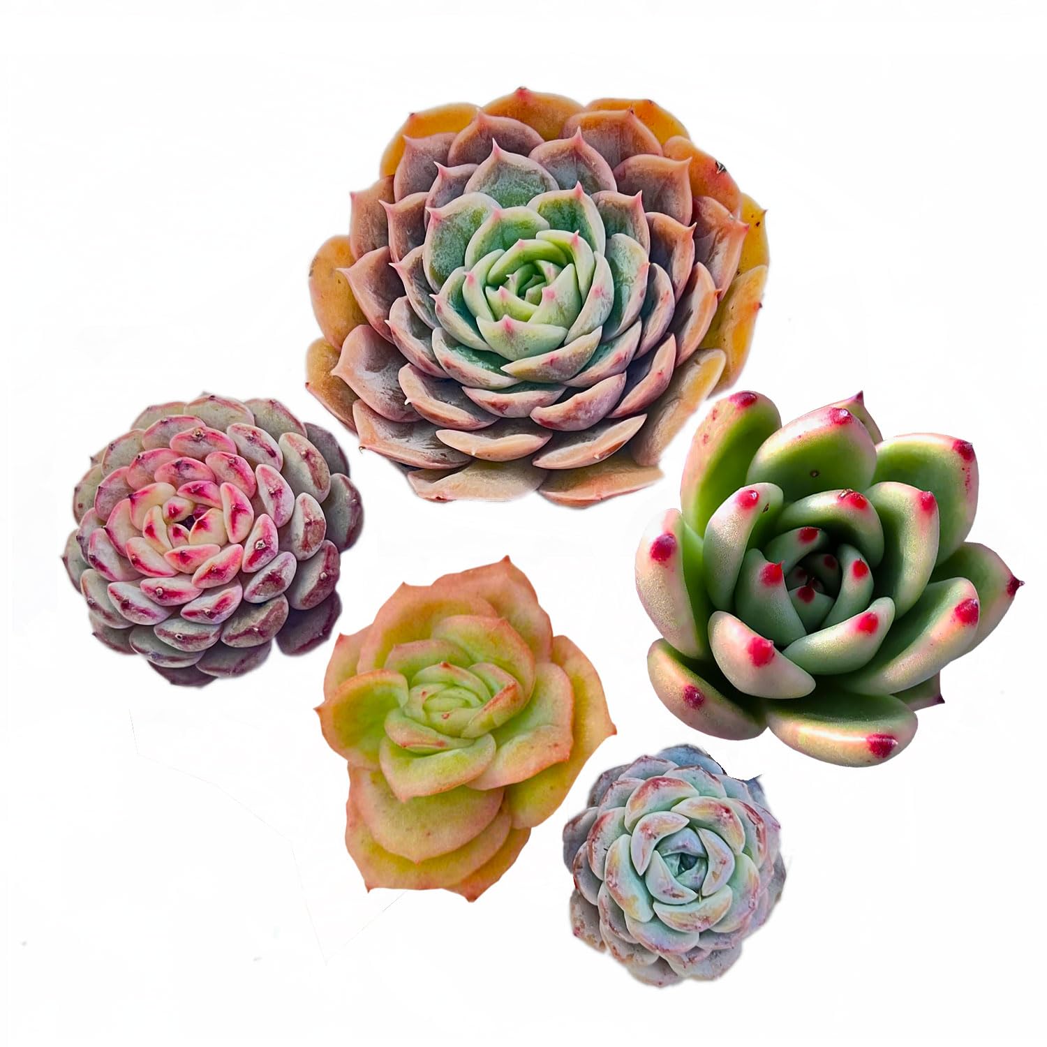 多肉植物 韓国苗 エケベリア MIX100苗セット 全て5センチ前後苗 Amazon.co.jp: 【Succute】エケベリア 韓国苗（発根済み抜き苗