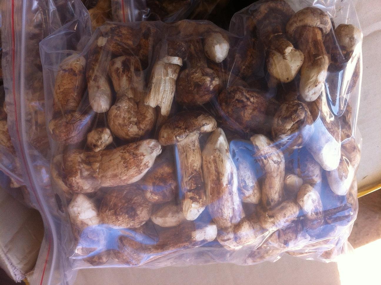 Freeze Dried Matsutake Whole Mushroom Top Grade 155 Gram