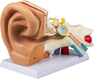 VEVOR Human Ear Anatomy Model, 5 Times Enlarged Human Ear Model, PVC Plastic Anatomical Ear Model for Education, Human Ear Anatomy Displaying Outer, Middle, Inner Ear with Base, 3pcs (2 Removable)