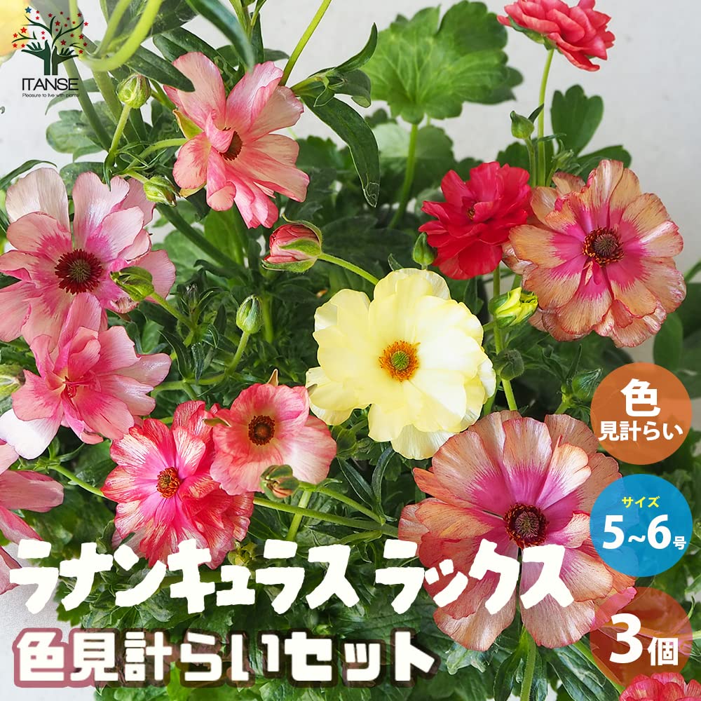 Amazon.co.jp: ITANSE ラナンキュラス ラックス 色品種見計い 5