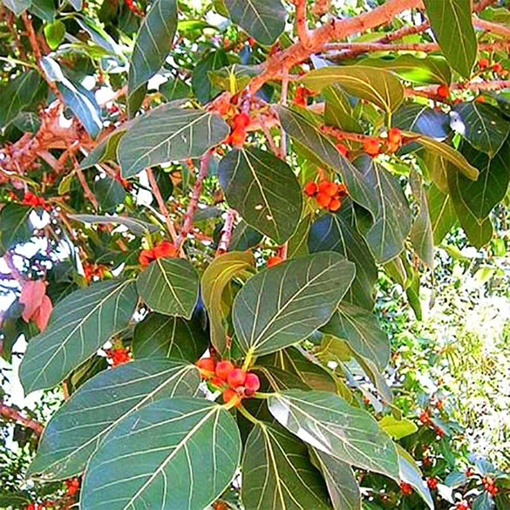 SRI SAI FORESTRY Banyan Ficus Benghalensis Tree Seeds for Avenue ShadeTree Pack of 100 (B095241TCH) Amazon Price History, Amazon Price Tracker