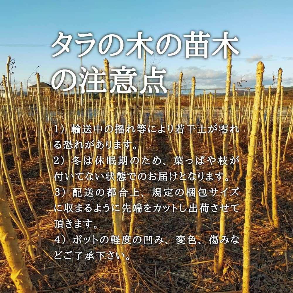 ライライ様のタラの木の苗 ライライ様のタラの木の苗 楽天市場】タラの木 苗の通販