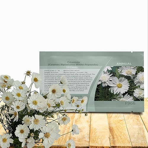 Outsidepride 50 semillas anuales Cosmos Bipannatus White Popsocks Semillas de flores para plantar