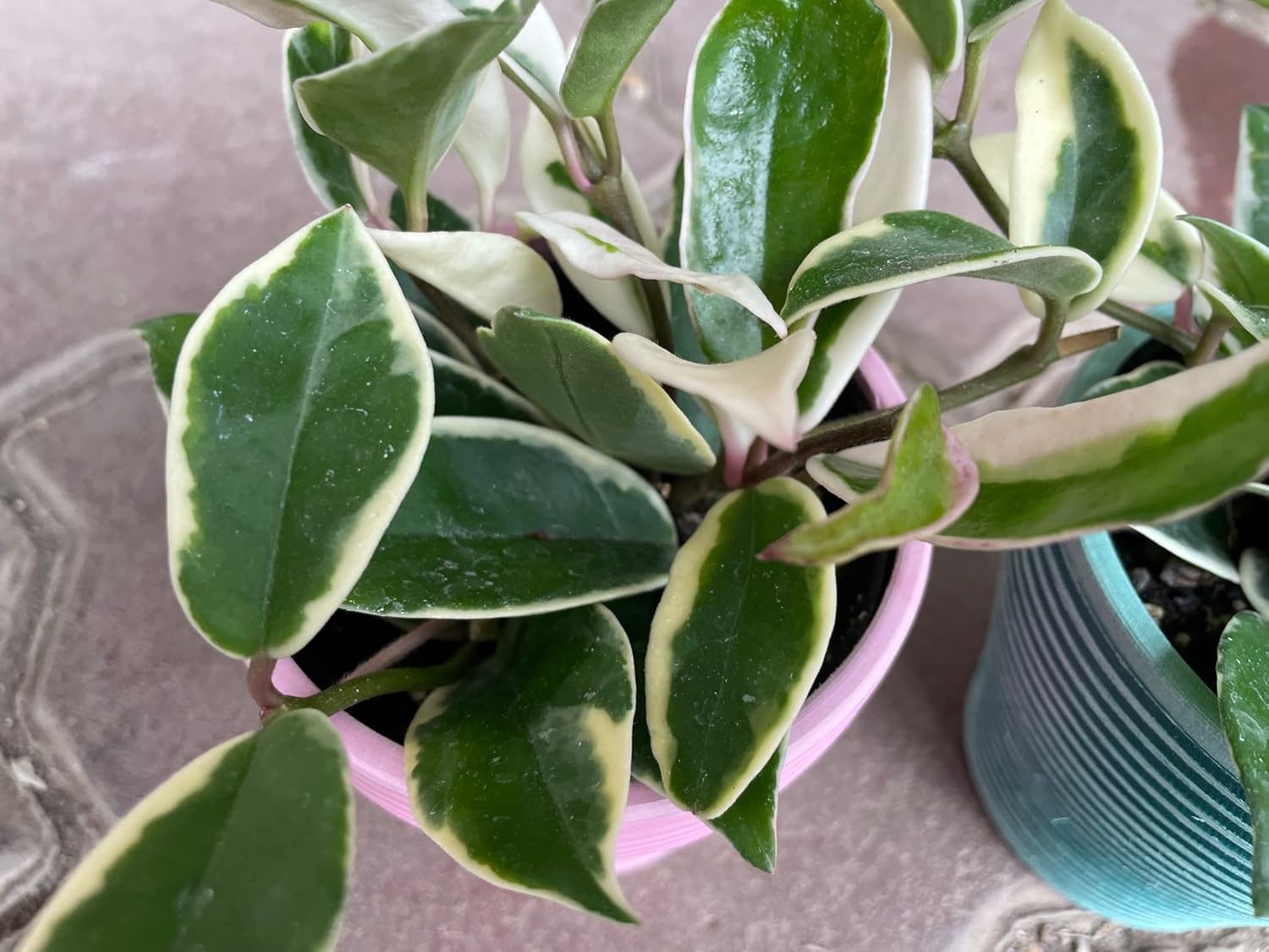 花言葉は 人生の出発 3号鉢カバーつき2個 Carnosa Variegata などhoya カルノーサ ガーデニング サクララン プレゼント ホヤ 人生の門出 園芸 寄せ植え 花苗 苗木 記念日 誕生日 贈り物 鉢植え 鉢花 商品追加値下げ在庫復活 人生の門出 花言葉は 人生の出発 3号鉢カバーつき2個 Carnosa Variegata などhoya カルノーサ ガーデニング サクララン プレゼント ホヤ 人生の門出 園芸 寄せ植え 花苗 苗木 記念日 誕生日 贈り物 鉢植え 鉢花 商品追加値下げ在庫復活 人生の門出