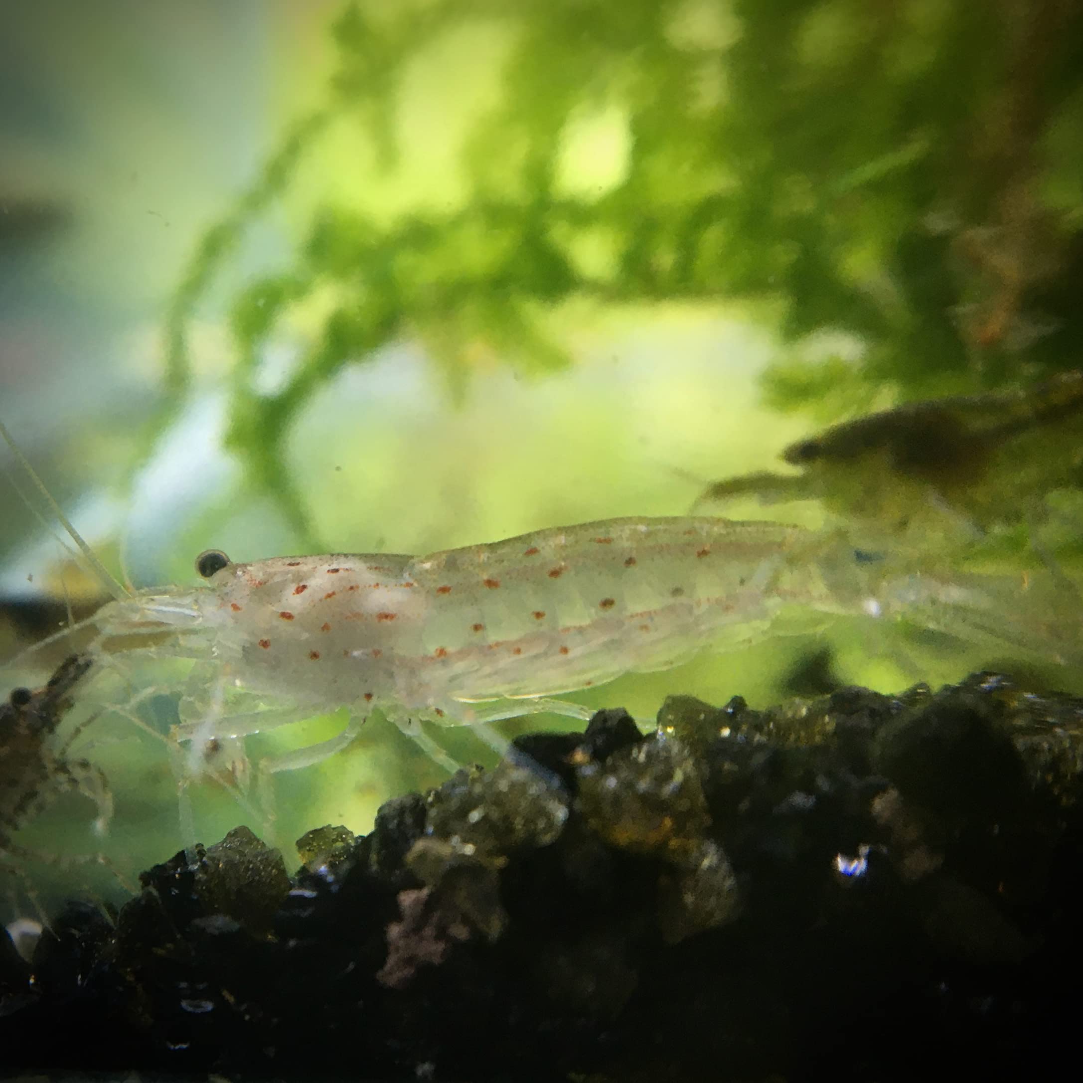 Lot de 10 Crevettes Caridina Japonica Amano pour Aquarium d'eau Douce | Crevettes expédiées depuis la Bretagne, France. Expédition rapide et sécurisée