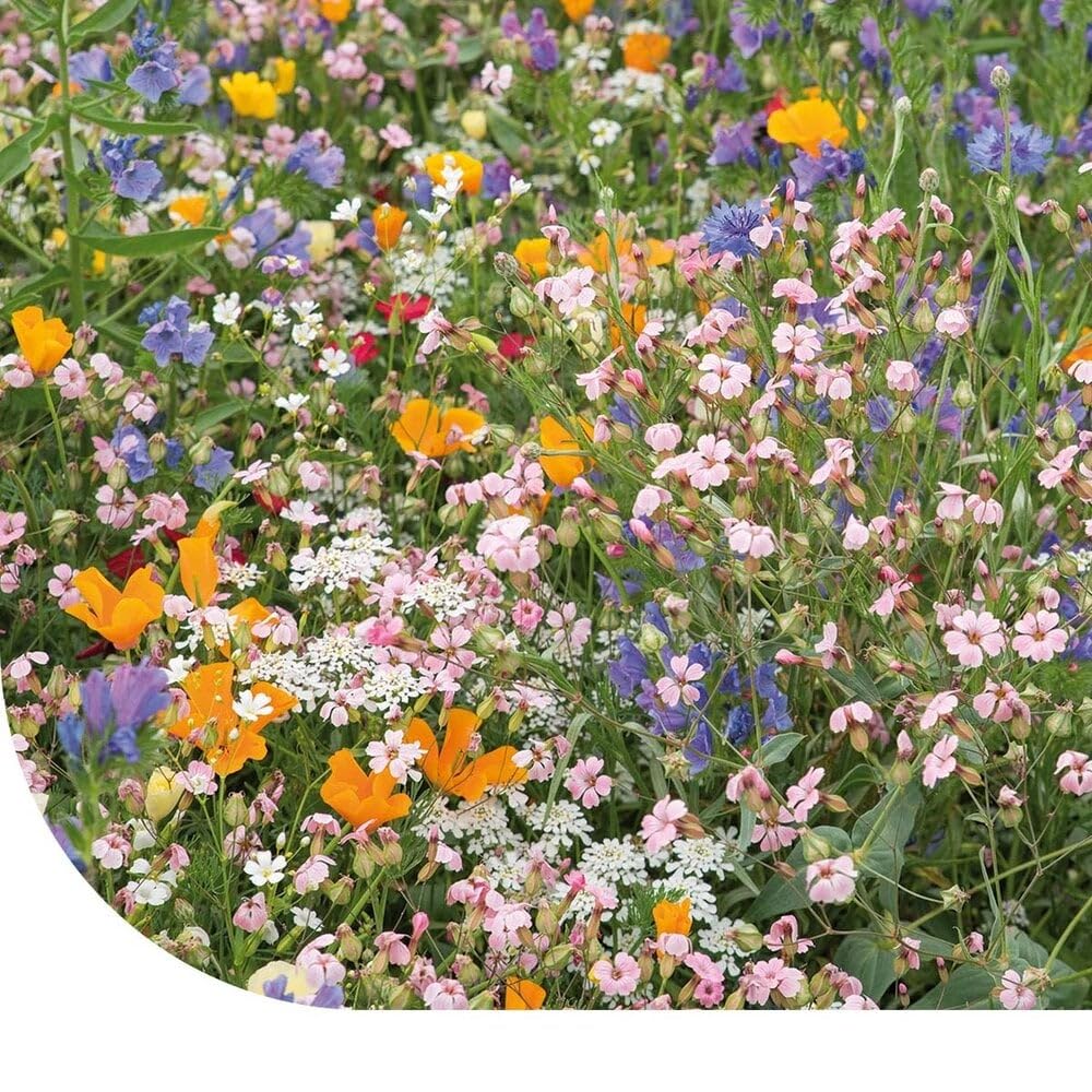 MRS Pelouse de fleurs japonaises : mélange de fleurs - 1 kg pour 500 m² - Fleurs annuelles et vivaces - Très attractif pour les insectes utiles - Convient à tous les sols