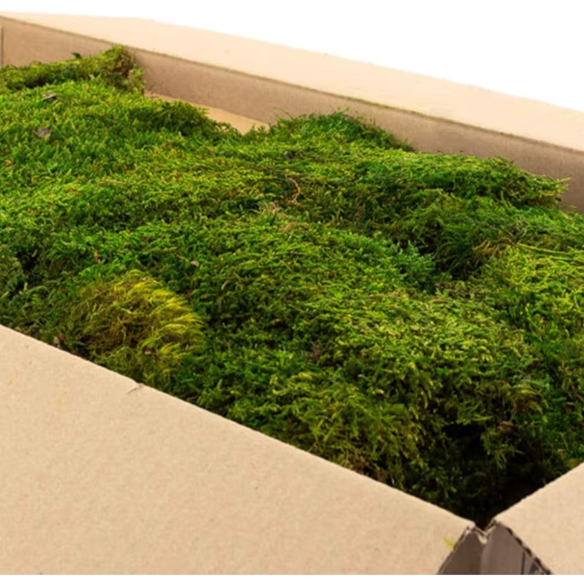 Pannello di Muschio Decorativo Stabilizzato 100x100 cm Effetto Bosco Verde Naturale per Pareti Vegetali Vetrine e Interior Design Senza Manutenzione, Realistico e Modulabile in Diverse Maniere
