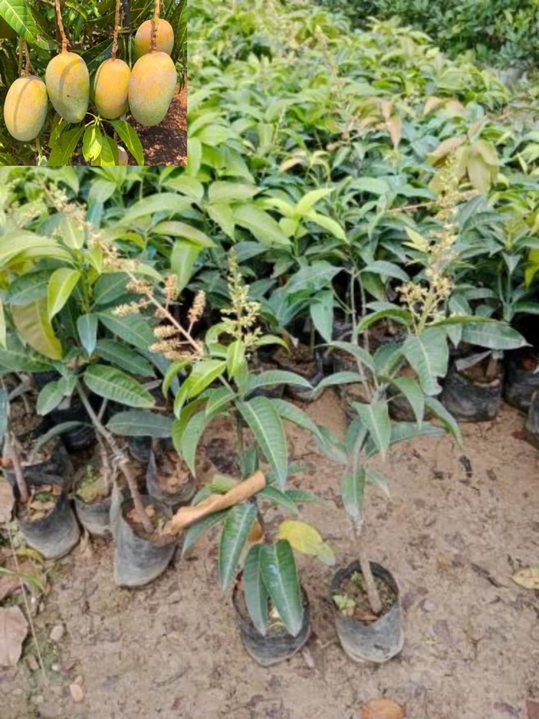 All Year Fruiting/Baramasi Grafted Katimon set of Thai Mango Plant High Yield Variety Upto 2 feet Height Combo of 2 1