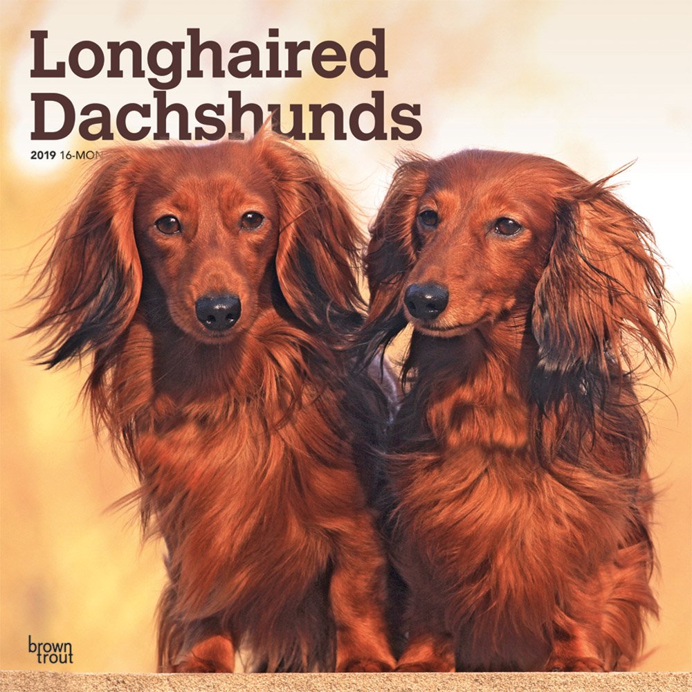 Longhaired Dachshunds 2019 12 x 12 Inch Monthly Square Wall Calendar, Animals Dog Breeds (Multilingual Edition)