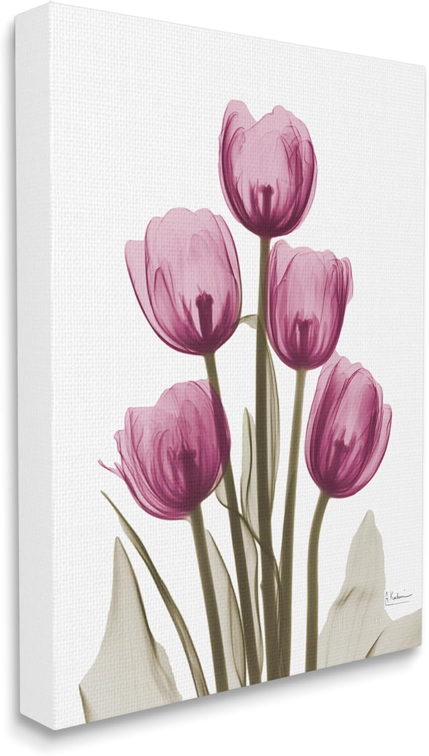 Stupell Industries Pink X-Ray Tulips Canvas Wall Art by Albert Koetsier