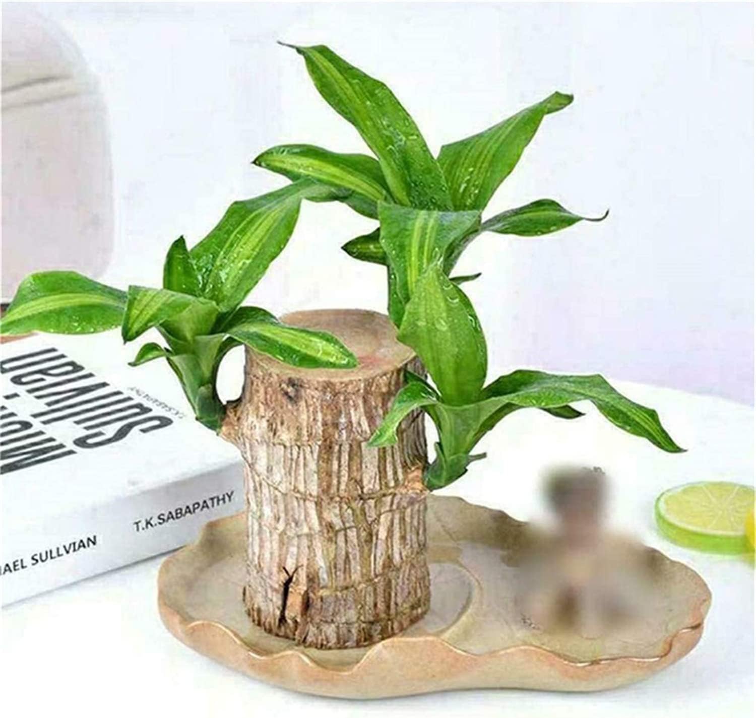 Lucky Brazil Wood Plant | Feng Shui Plant for Home Decor | Brings Good Fortune,Wealth,Prosperity & Happiness | Generate Positive Energy | Good Luck Brazilian Lucky Bamboo Live Plant (B0DHLD23C8) Amazon Price History, Amazon Price Tracker