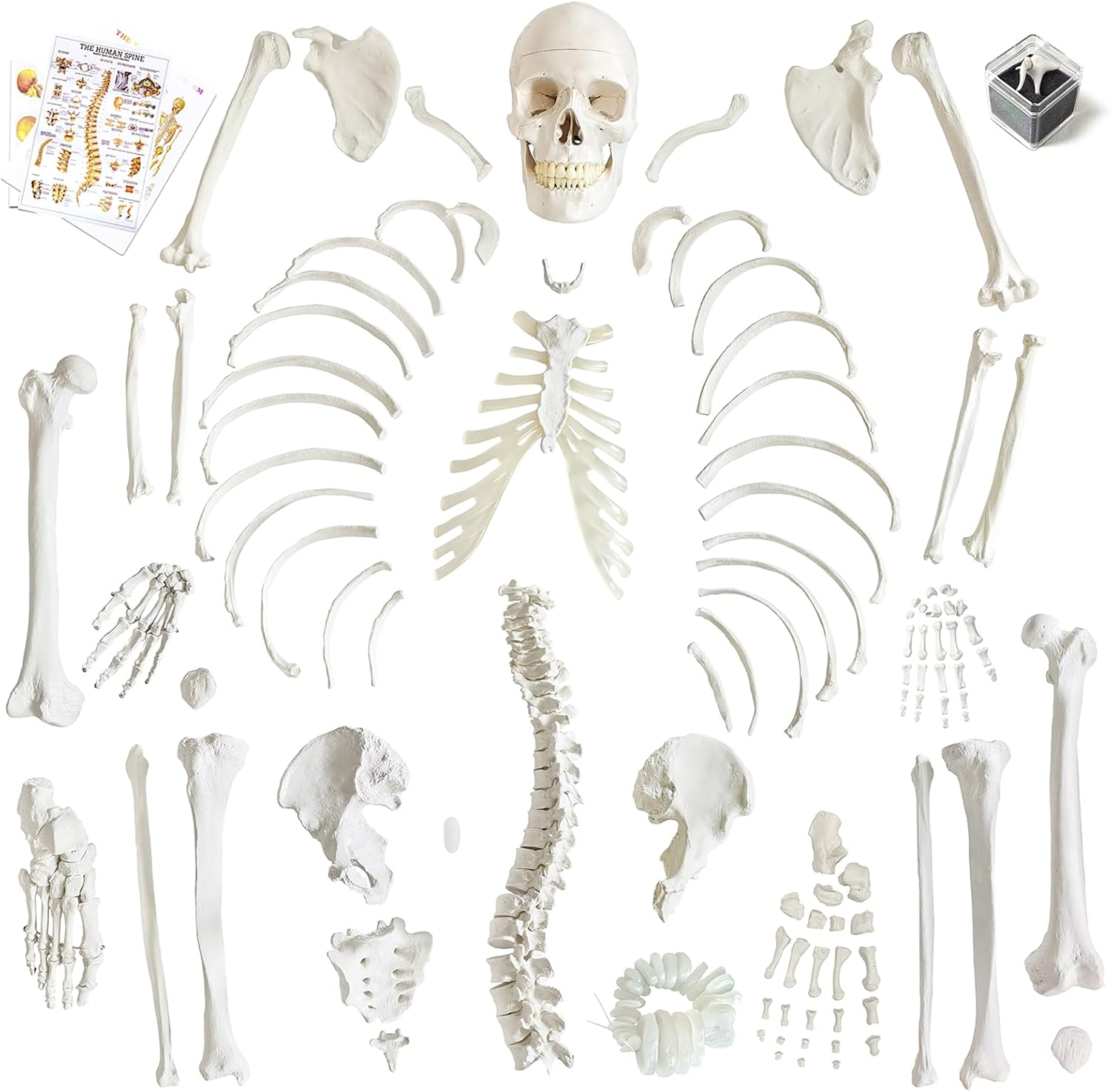 Human Model of Skeleton for Anatomy 67“ High with 200+ Bones Structures,Scientific Disarticulated Human Model of Skeleton Bundle for Anatomy, Bones, Articulated Hand & Foot