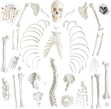 Human Model of Skeleton for Anatomy 67 High with 200+ Bones Structures,Scientific Disarticulated Human Model of Skeleton Bundle for Anatomy, Bones, Articulated Hand & Foot