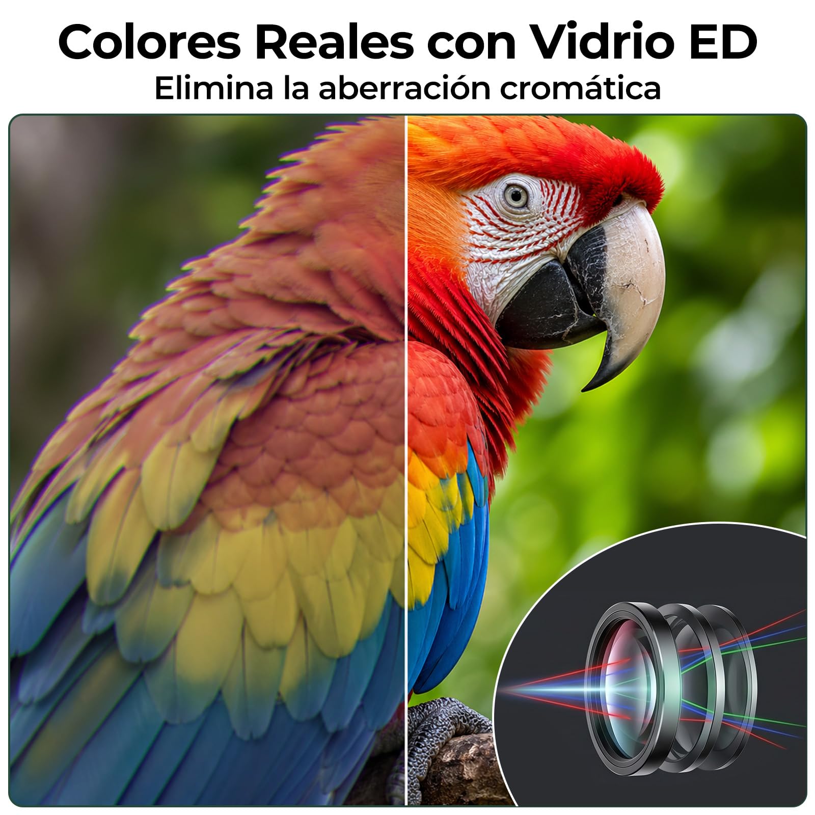 WELSPO Prismáticos 10x42 con Vidrio ED y Prisma BAK4, FMC, IPX7, 2.5m | Imagen Nítida y Brillante en Condiciones de Poca Luz, para Observación de Aves, Senderismo, Caza y Deportes al Aire Libre