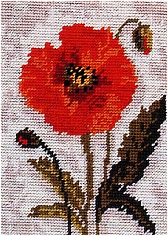 Anchor Starters Poppy Tapestry Kit Amazon.co.uk Home & Kitchen