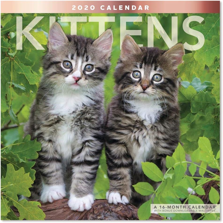2020 Kittens Wall Calendar (LME1341020)