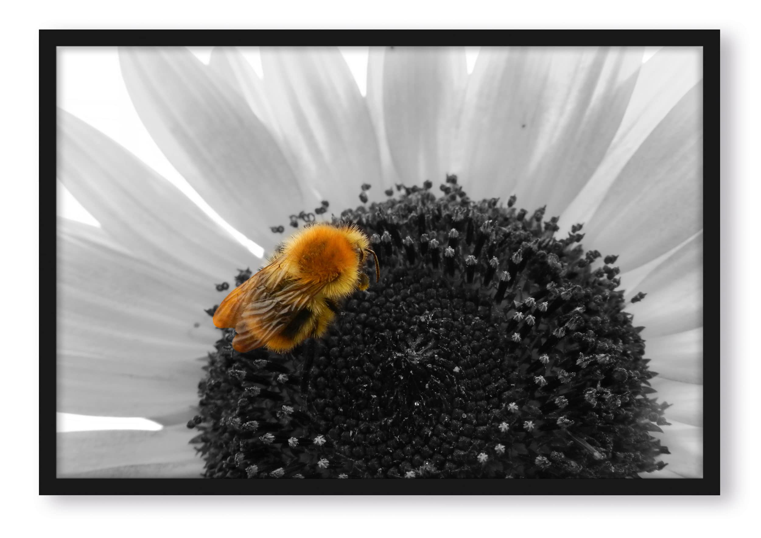 Graziosa ape su grande girasole, poster in cornice, formato: 80 x 60 cm, stampa artistica incorniciata