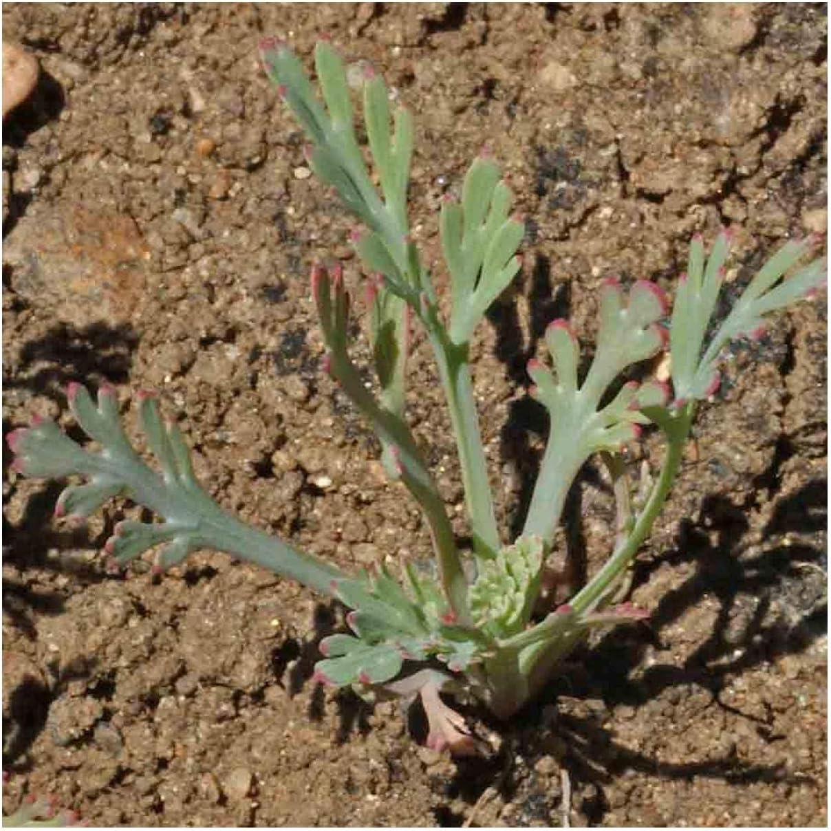 Everwilde Farms - 1 Lb Ivory Castle California Poppy Wildflower Seeds - Gold Vault