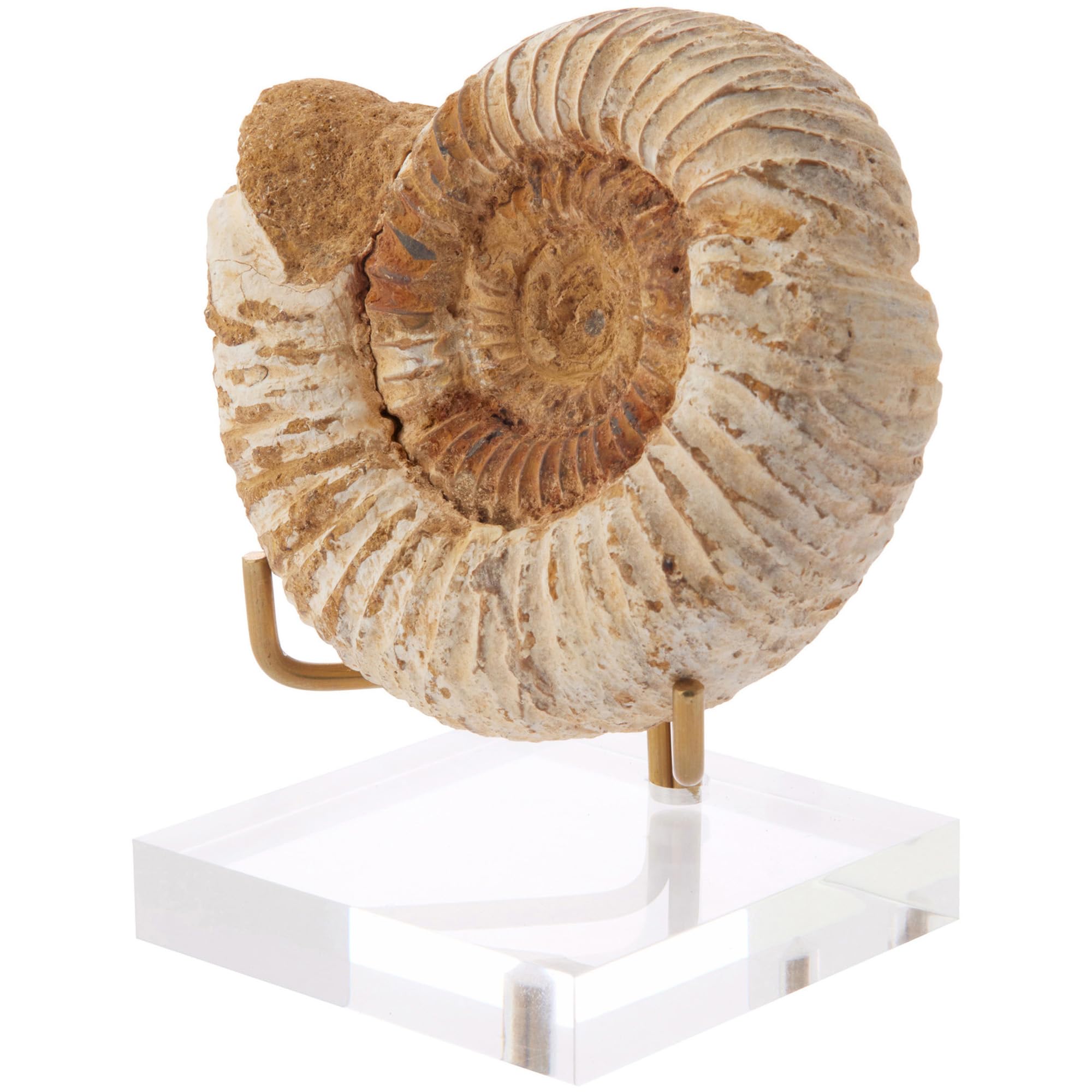 Plymor Clear Acrylic Base with Adjustable Brass Rods to Hold Rock, Fossil, and Mineral Specimen, 3.25