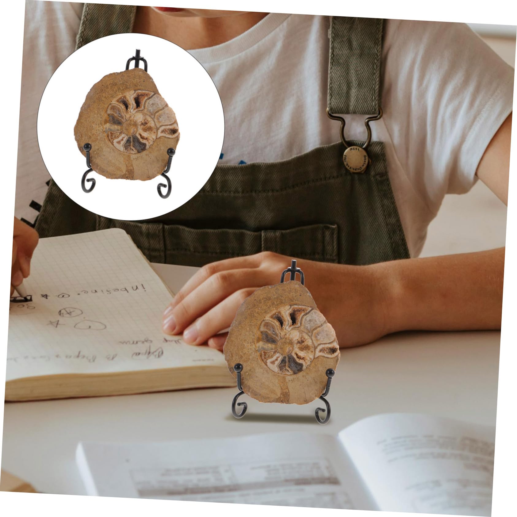 BUGUUYO Ammonite Specimen Decor for Educational Learning Unique Geological Model with Stand Table Ornament for Collectors and Science Enthusiasts