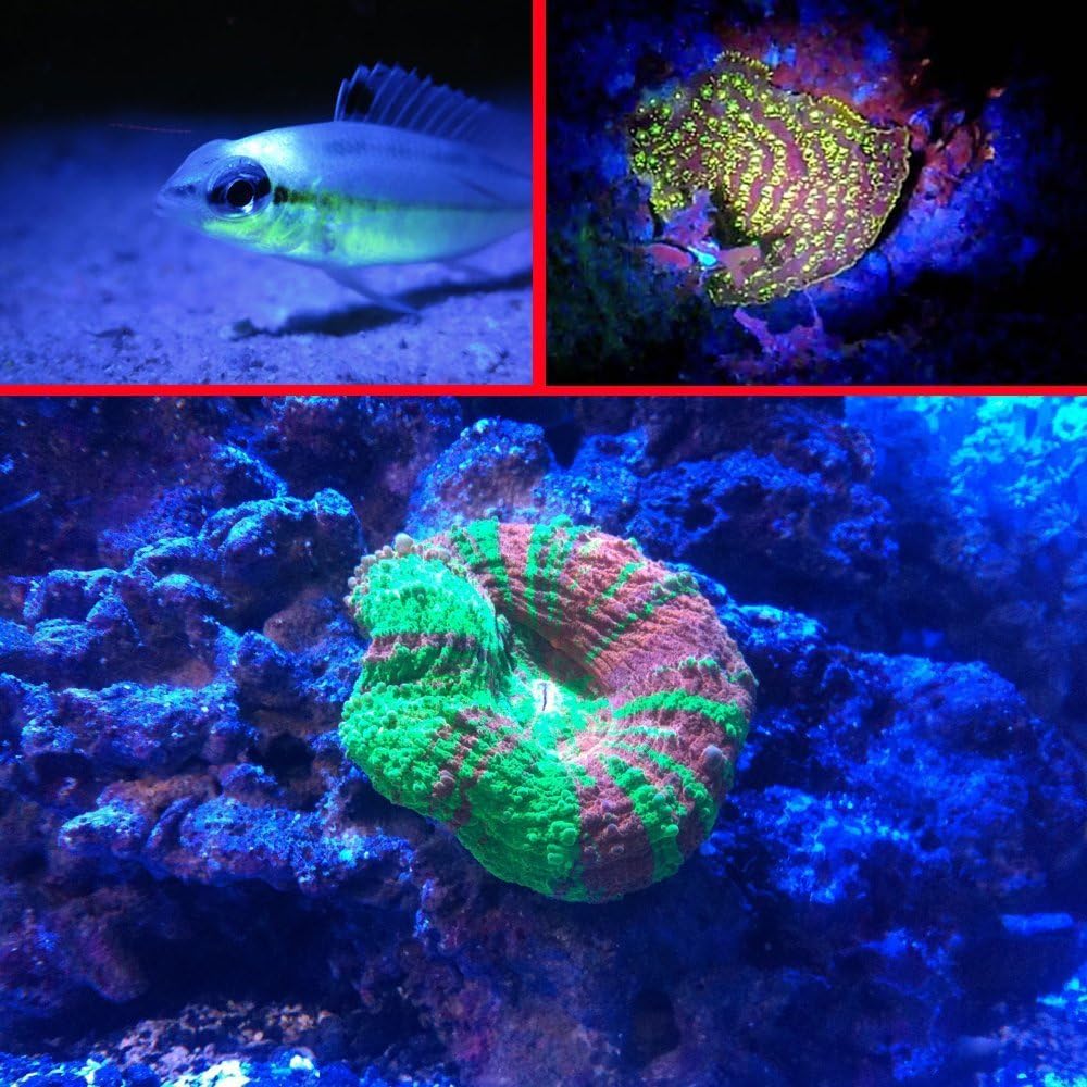 Wolf-beam - Máscara de fluorobuceo con filtro de fluorescencia amarillo (barrera), filtro para máscara de buceo, luces de vídeo y filtro dicroico