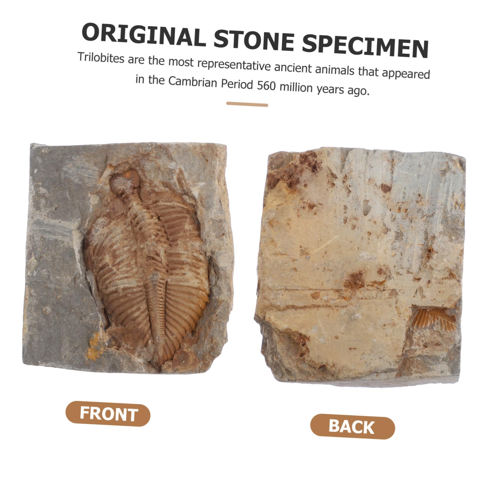 Fossile Trilobite Autentico Specimen di Paleontologia per Ragazzo Ragazza e Adolescenti, Giocattolo Educativo e Decorazione da Scrivania per Ufficio o Dormitorio