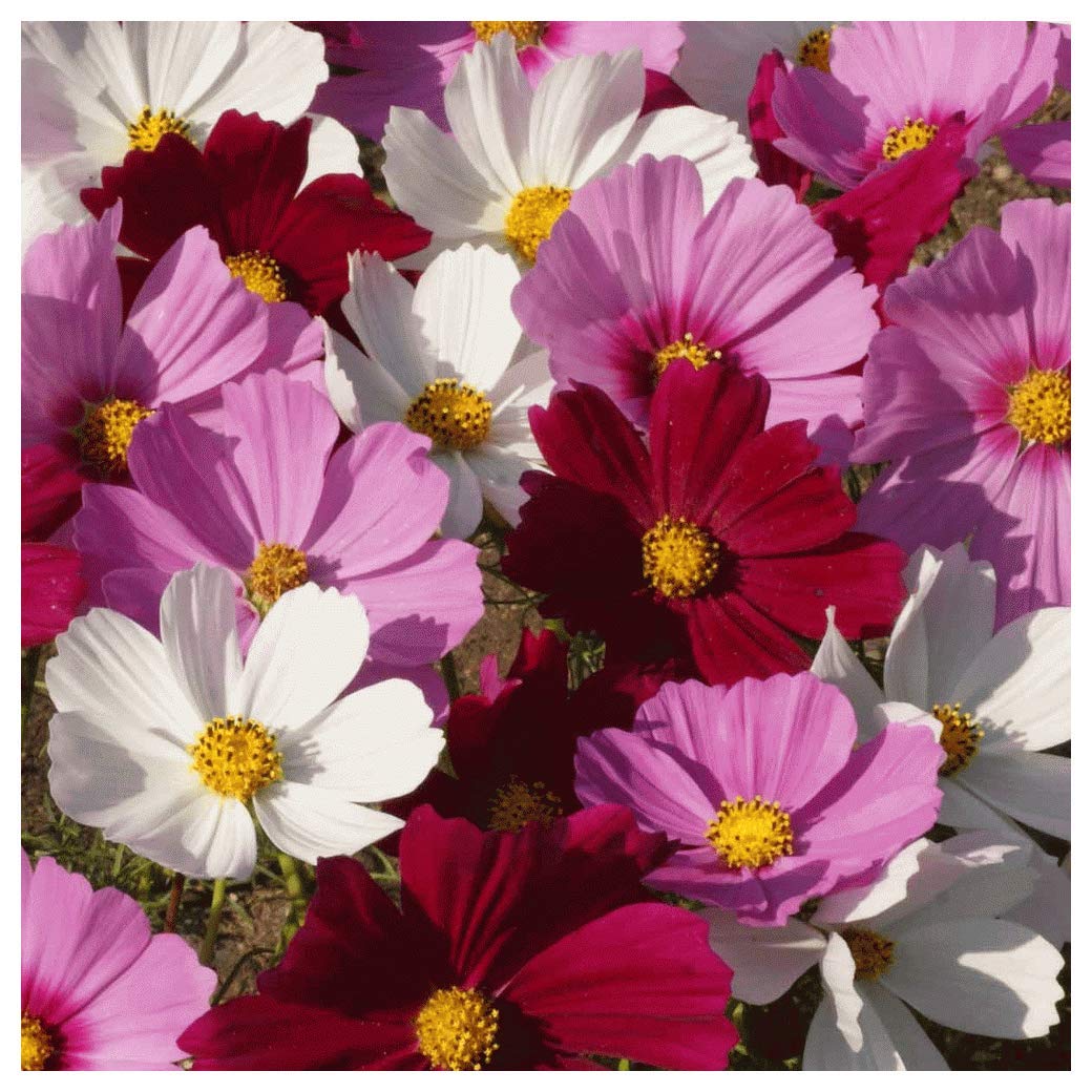 Everwilde Farms - 1 Lb Sensation Tall Mixed Cosmos Wildflower Seeds - Gold Vault