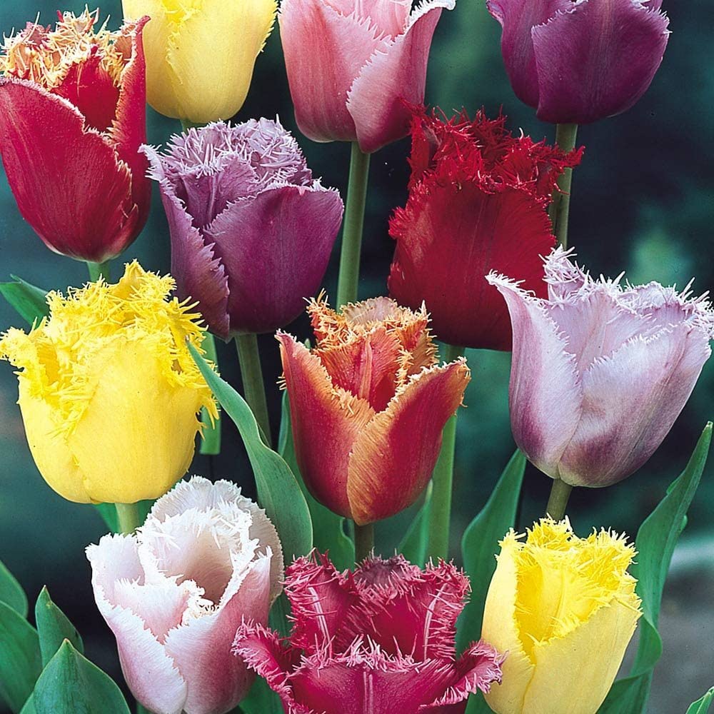 7 x Tulip Crispa Mixed – Tulipa Fringed – Stunning Satin Like Flowers – Gives a Swathe of Colours – for Beds, Borders, Pots or Containers – for Your Beautiful Garden