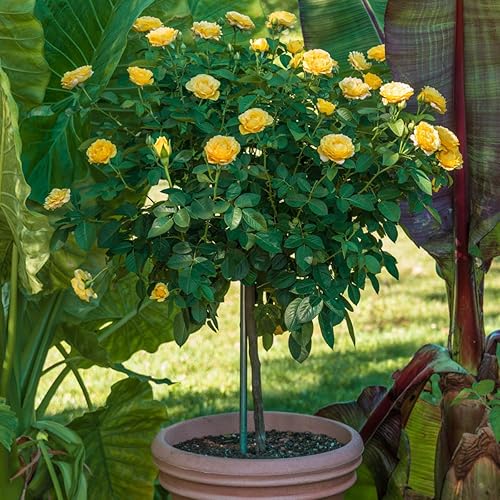 SPRING HILL NURSERIES - Julia Child - Rosa de árbol de raíz desnuda inactiva de 24 pulgadas de alto (paquete de 1)